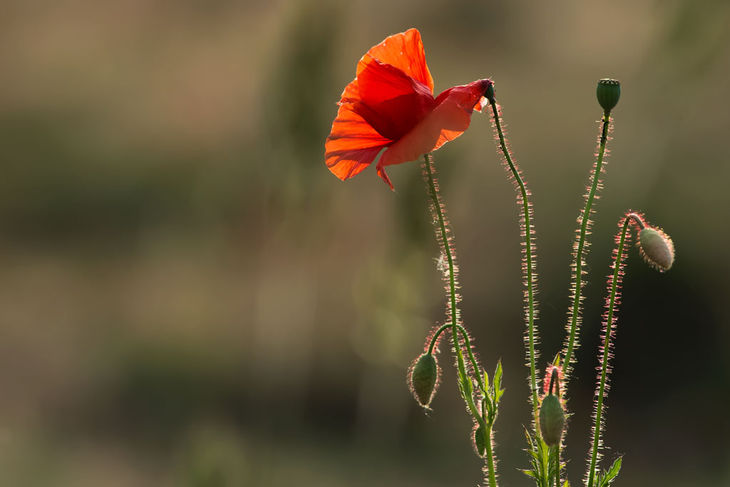 mohn 1 20150528