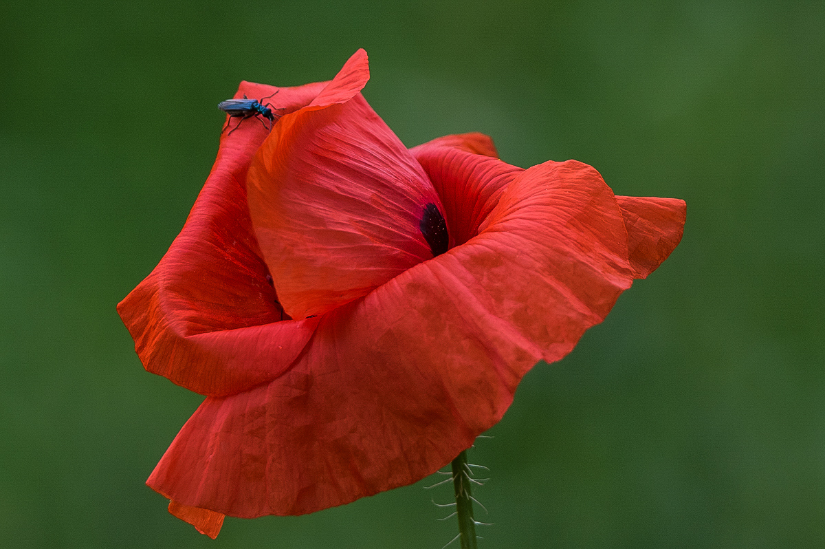 Mohn (1 von 1).JPG