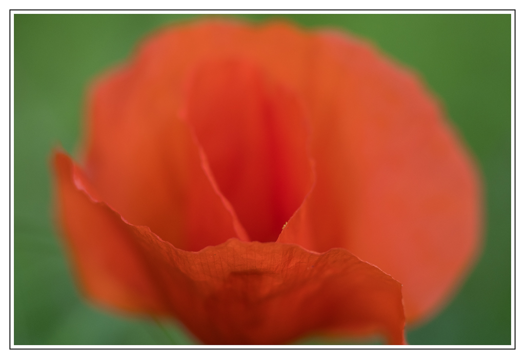 Mohn 1