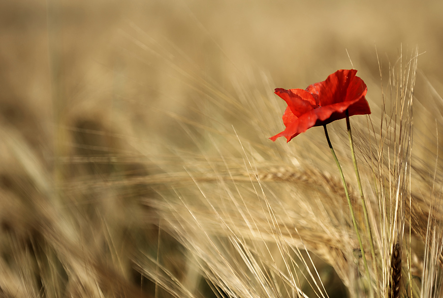 Mohn 1
