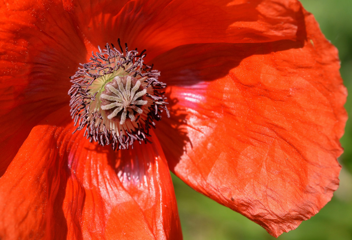mohn 1200