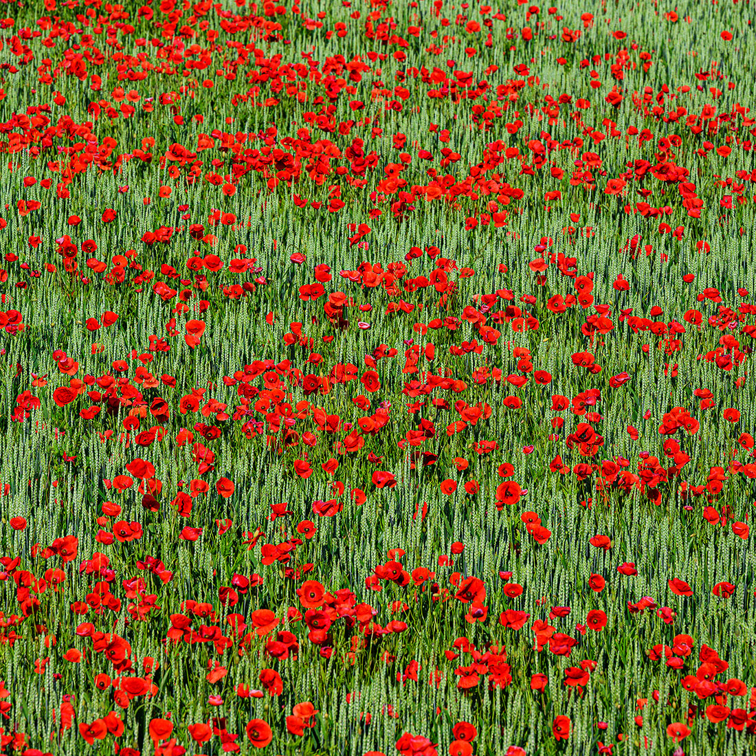 Mohn-2.jpg