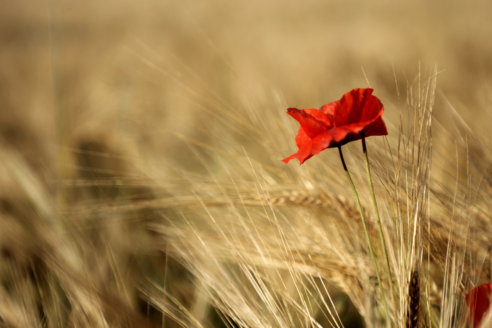 Mohn 2