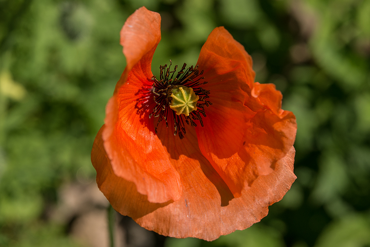 Mohn 2