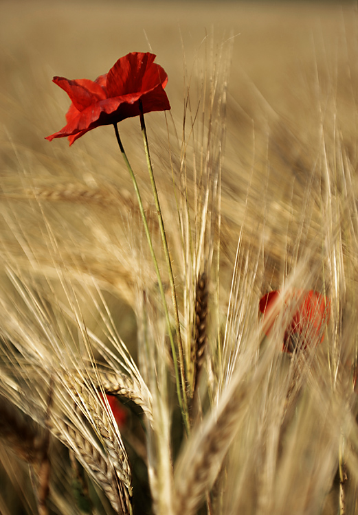 Mohn 2