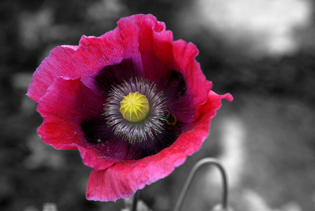 mohn 2012 ck