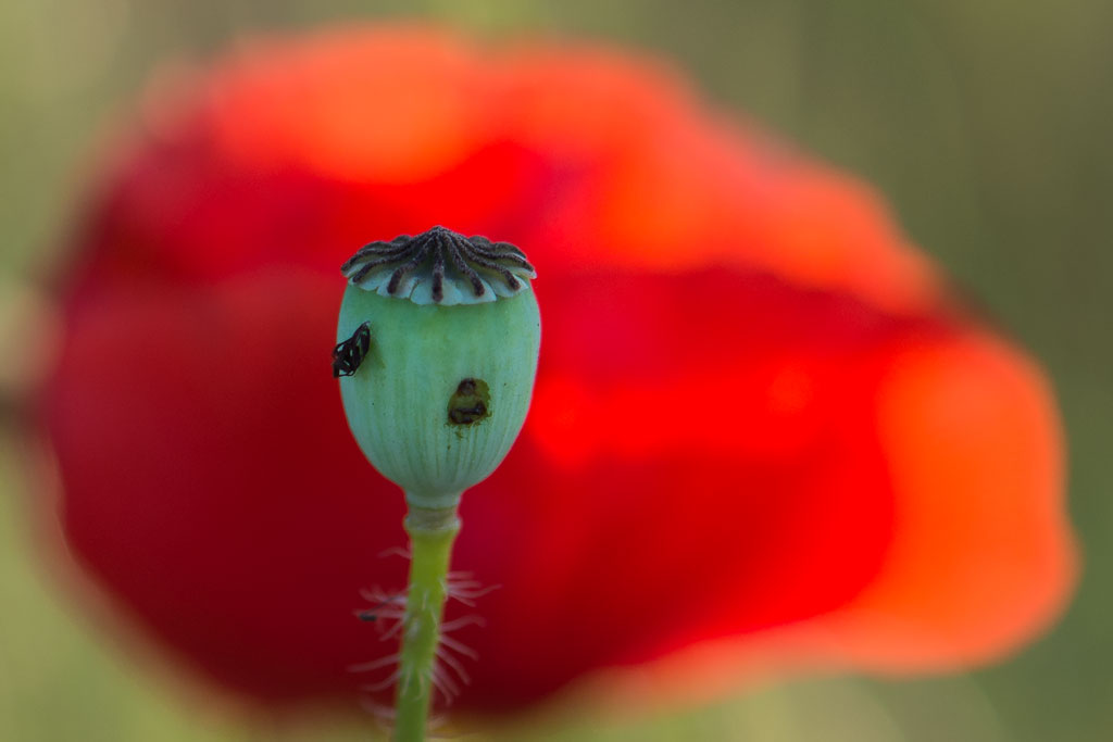 mohn 20150602
