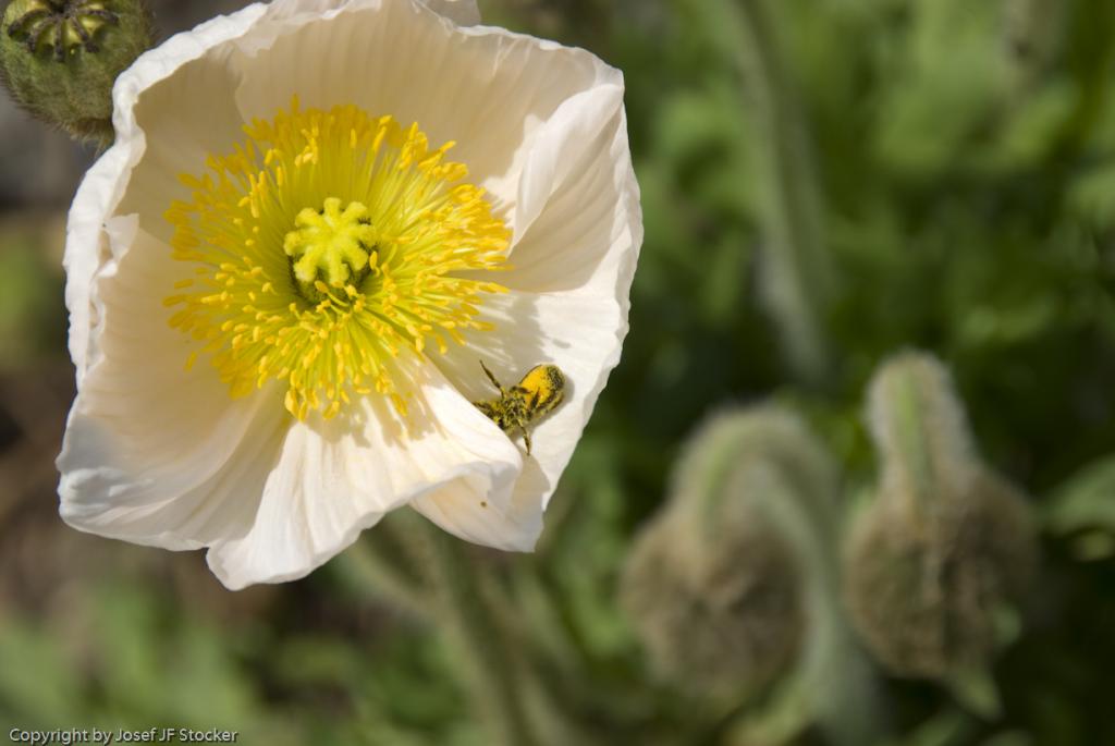 MOHN 250509  14