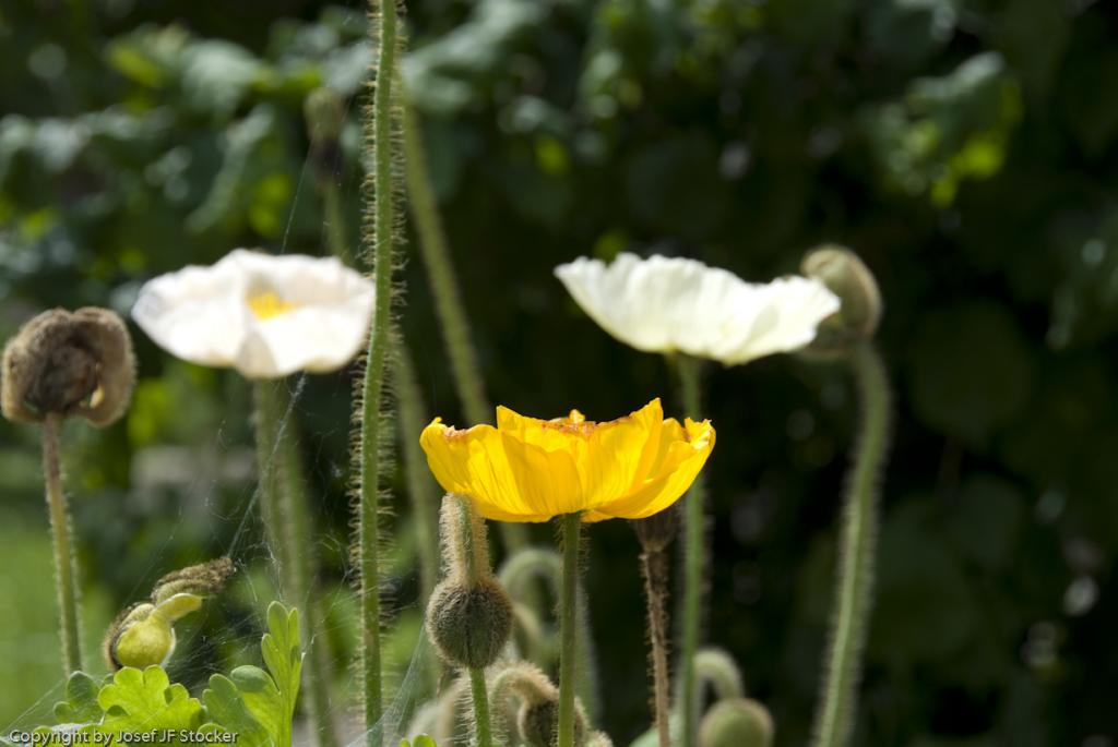 MOHN 250509  26
