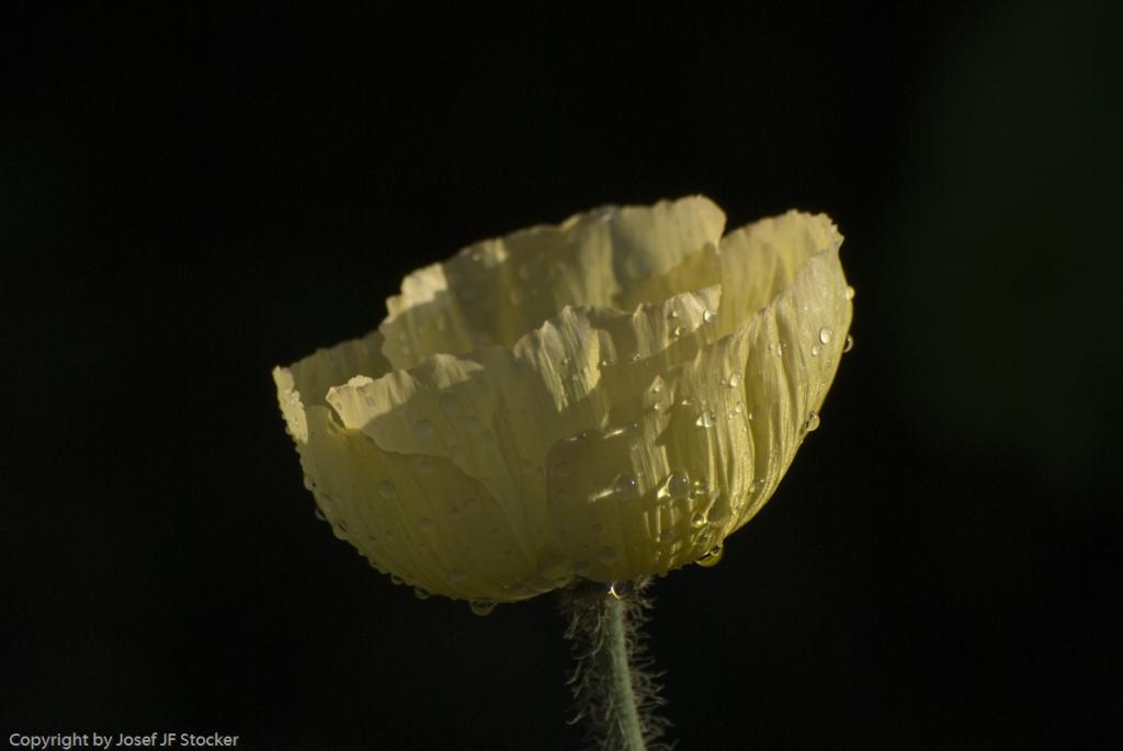 MOHN 250509  97