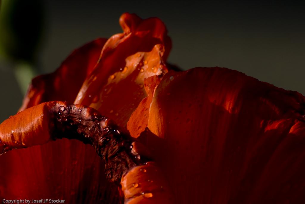 MOHN 250509  99