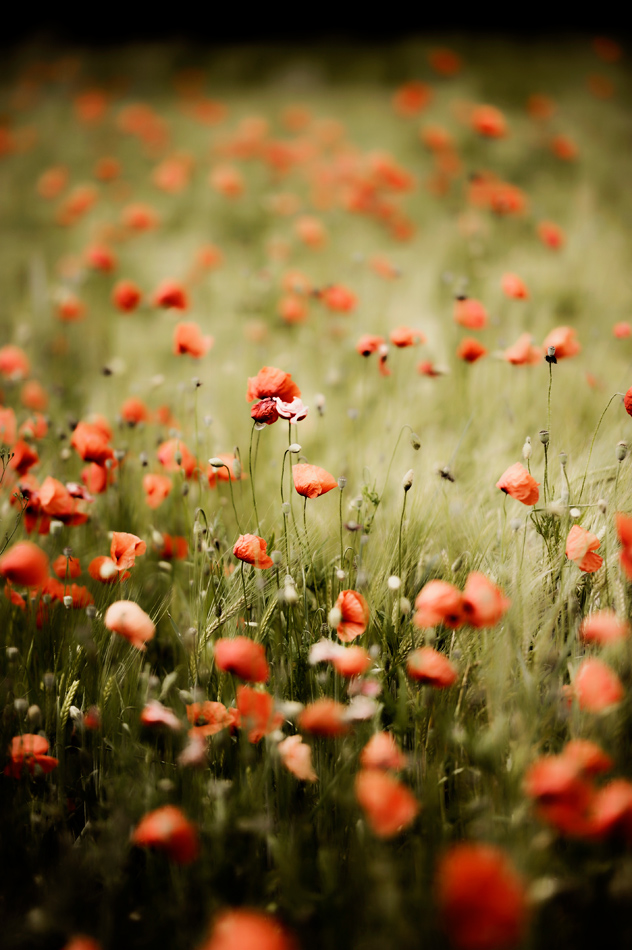 Mohn 3