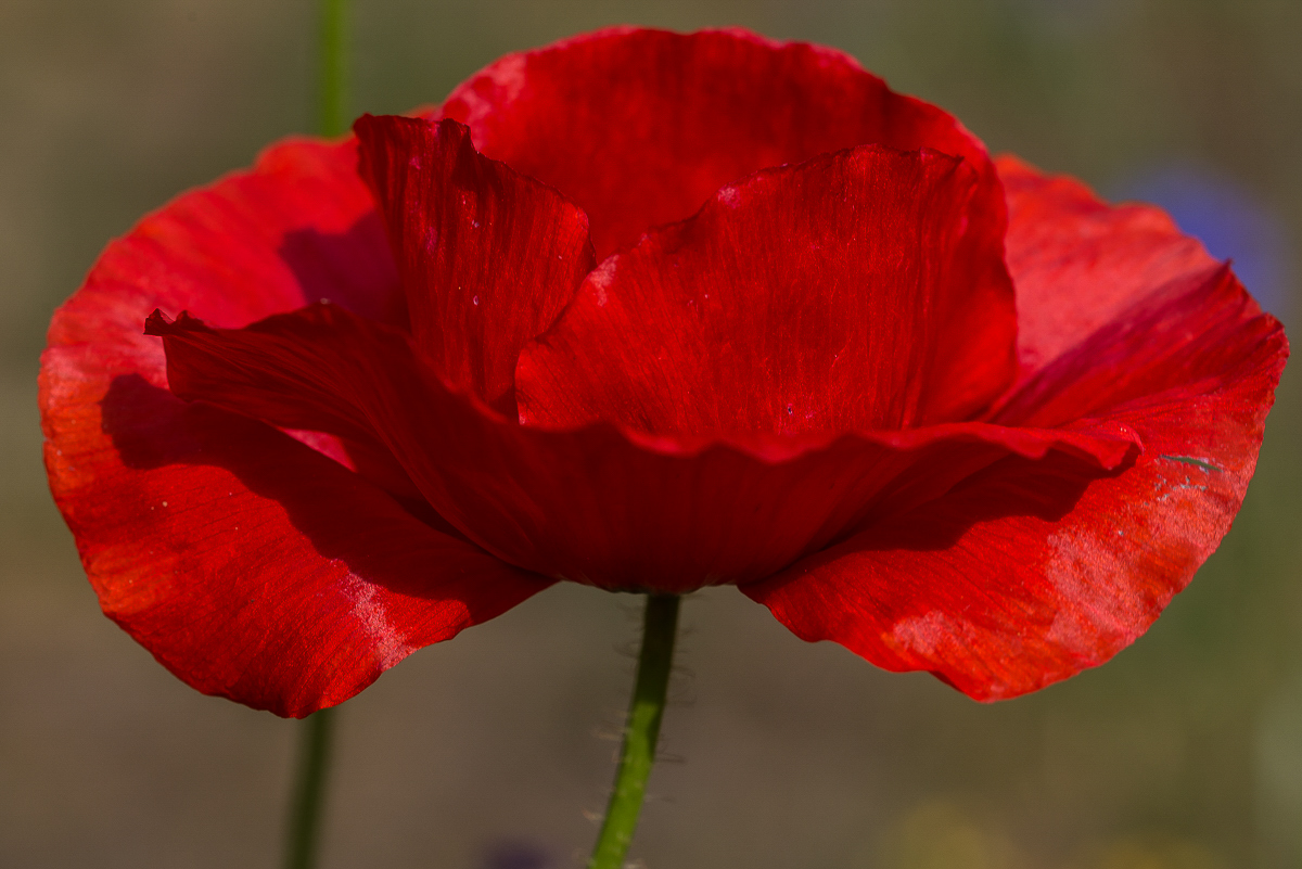 Mohn 4 (1 von 1).jpg
