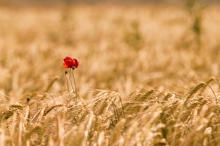 Mohn 4274
