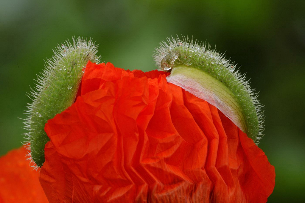 Mohn 8681 01