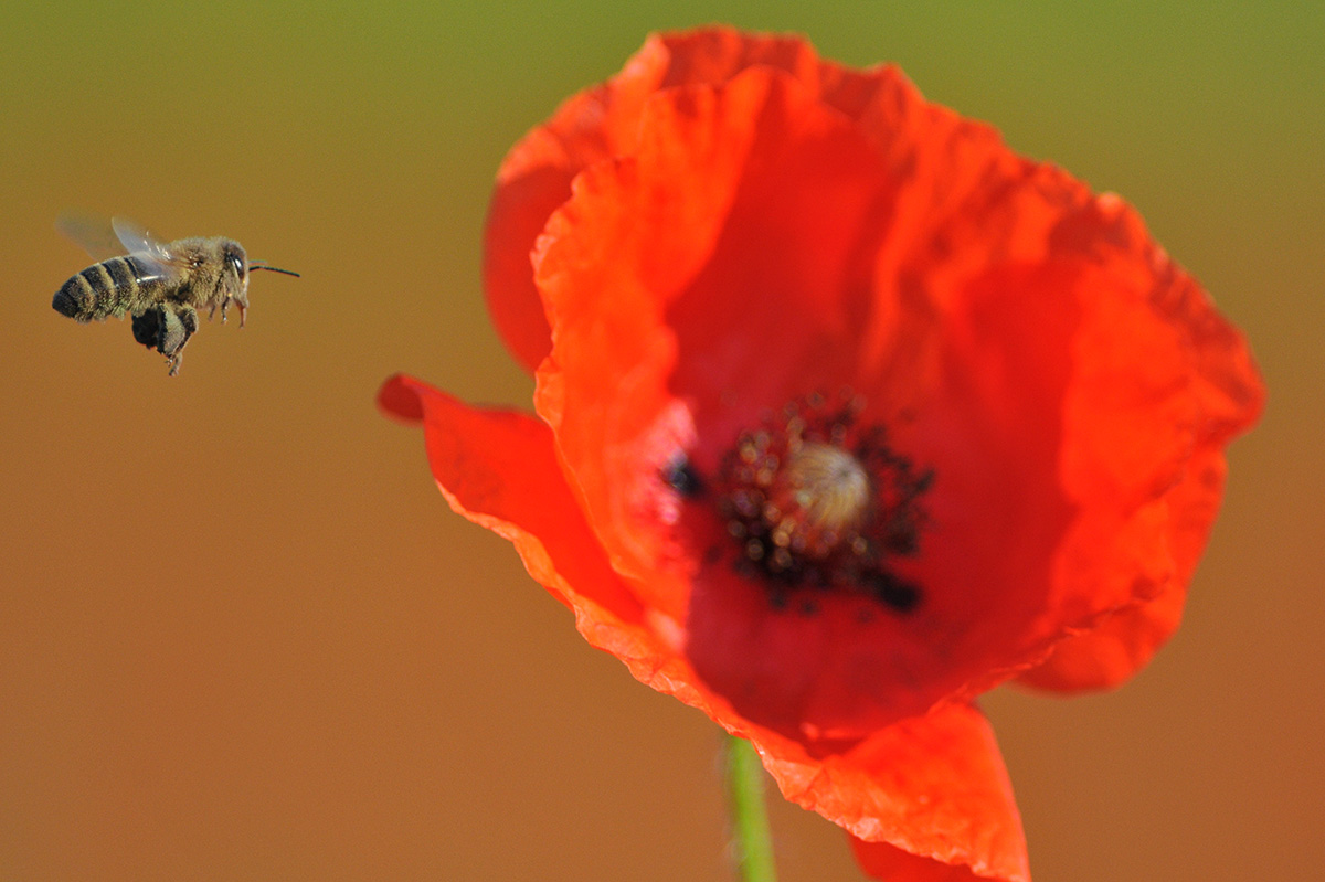 Mohn Biene