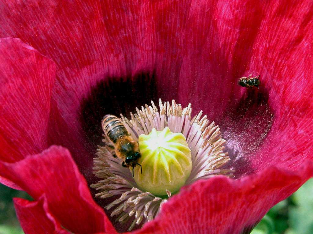 mohn bluete 2012 kl