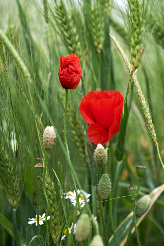 Mohn+Feld 13612 16 1