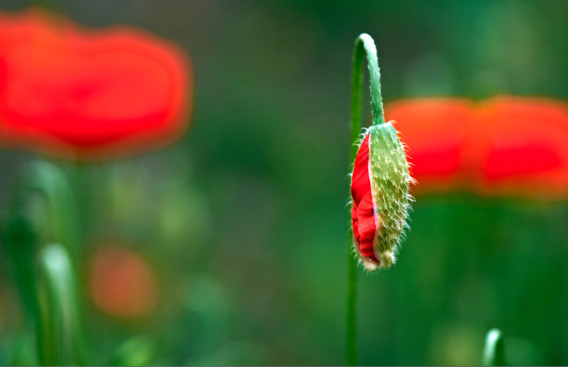 Mohn+Feld 13612 8 1