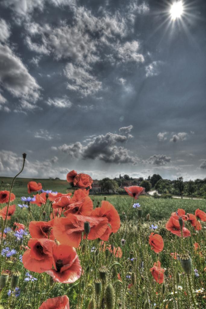 Mohn HDR2