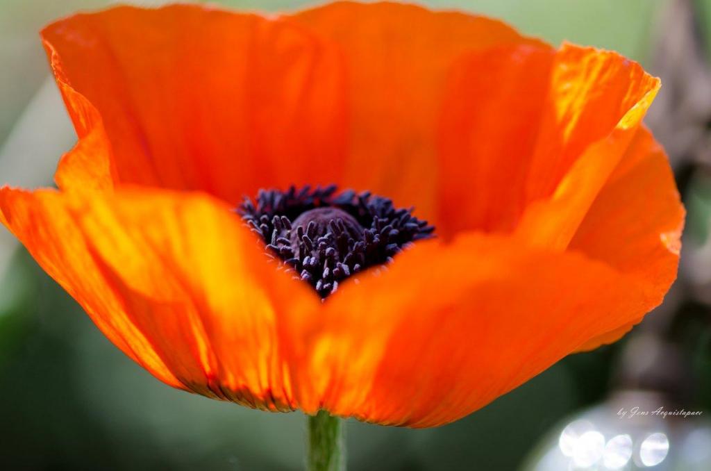 Mohn im Garten. Makroaufnahme