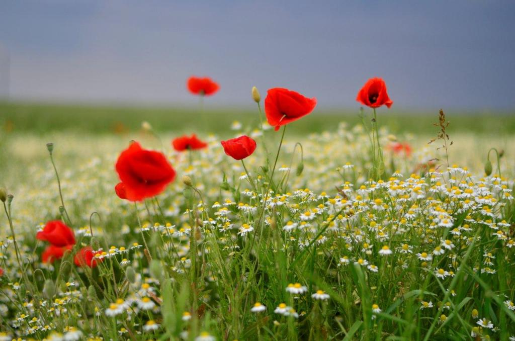 Mohn im Kamillenfeld bei windigen Wetter