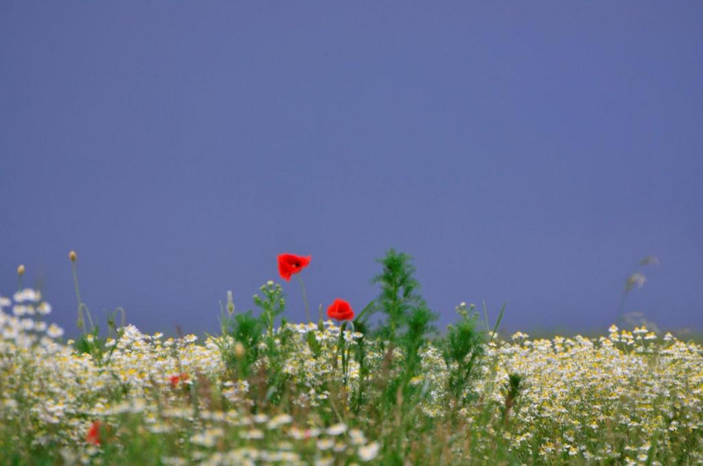 Mohn im Kamillenfeld.