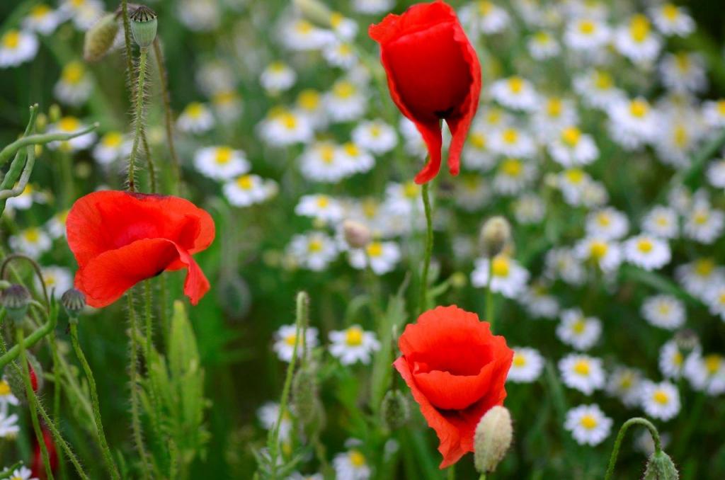 Mohn im Kamillenfeld.