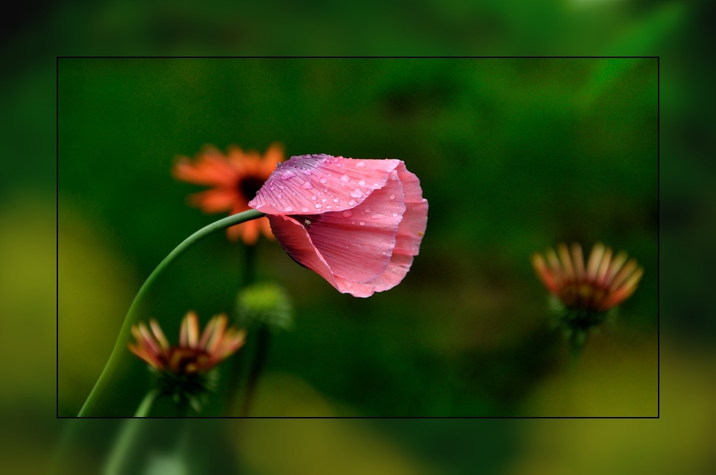 Mohn im Regen