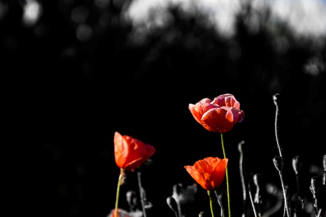 Mohn im Sommer
