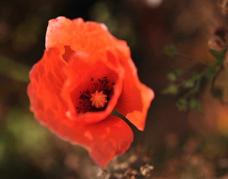 Mohn in Flammen neu
