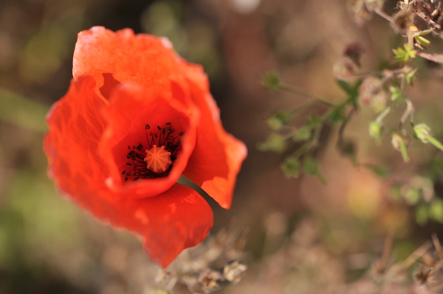 Mohn in Flammen