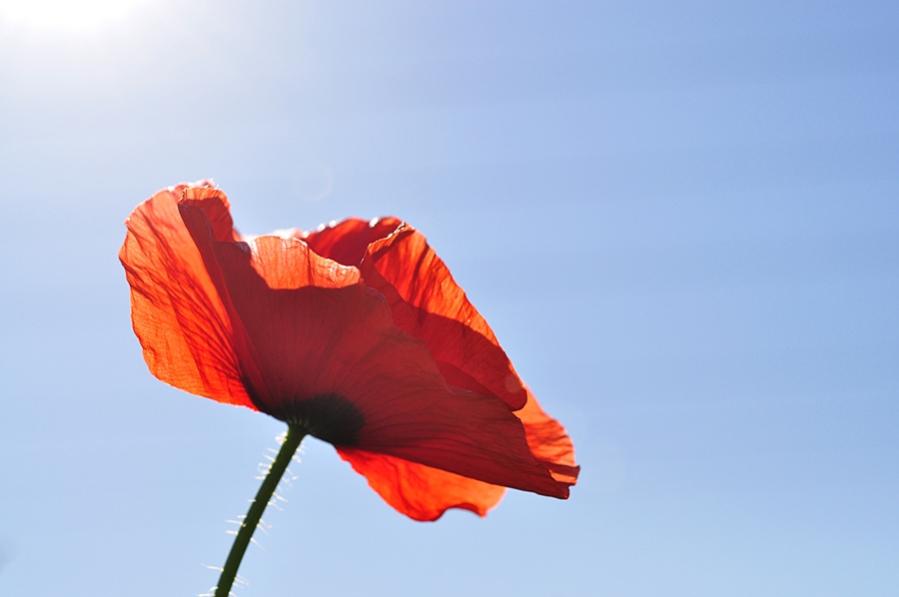 Mohn in Sonne