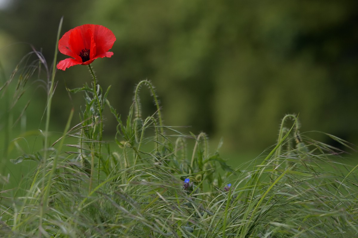Mohn.jpg