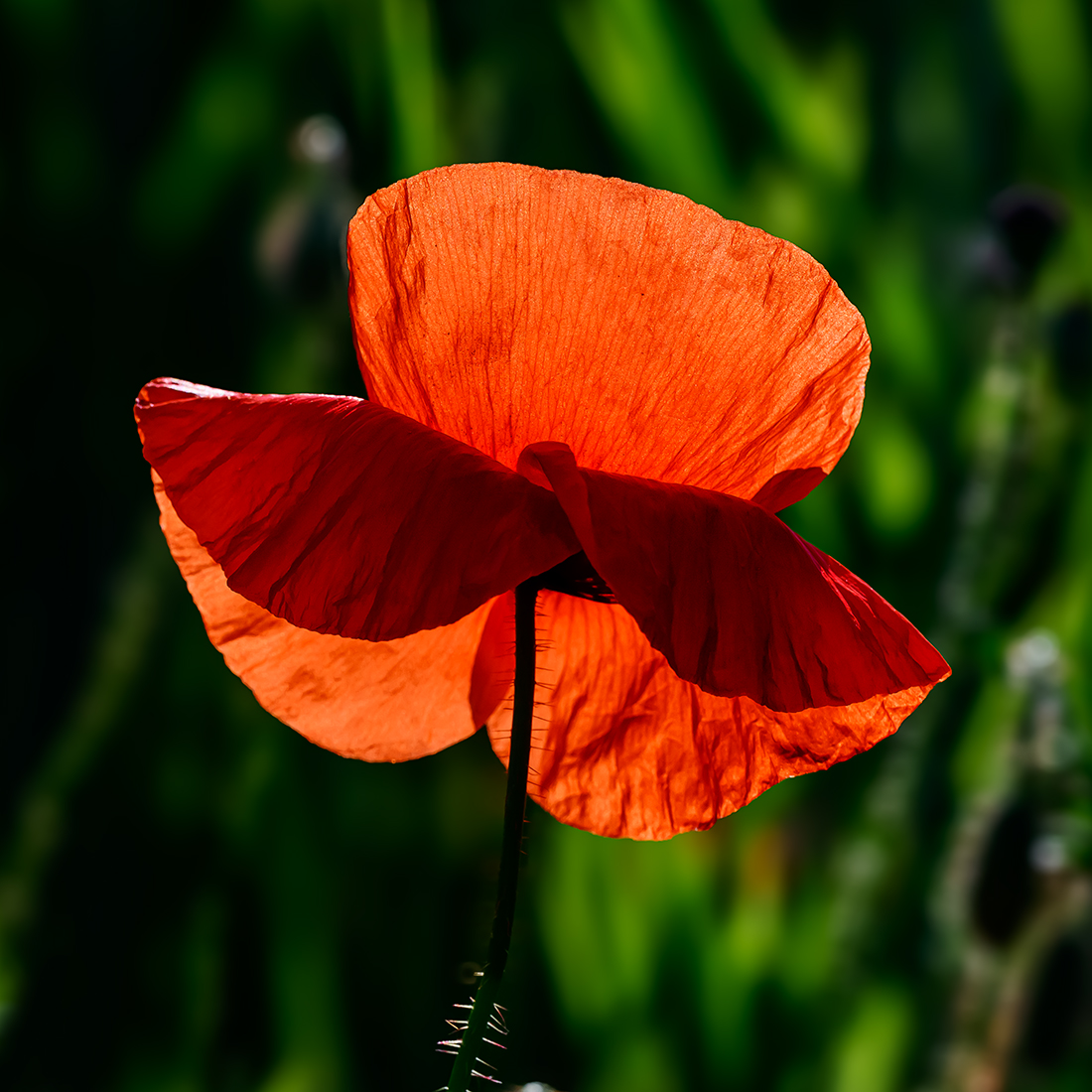 Mohn.jpg