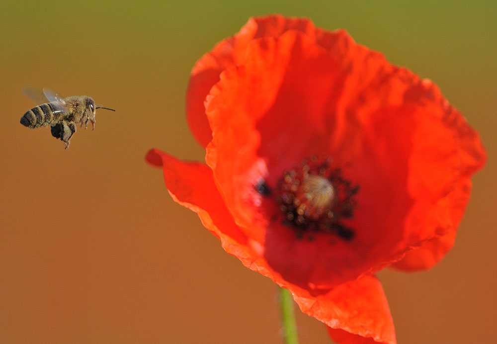 Mohn Juni 2009 300 500 146