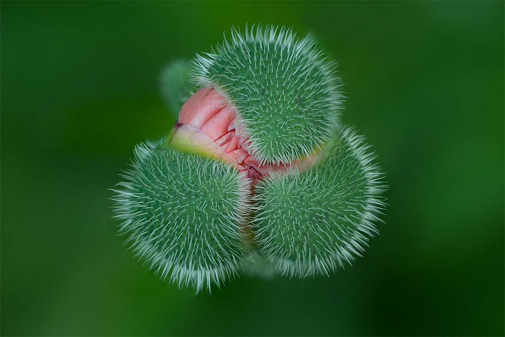 Mohn-Knospe
