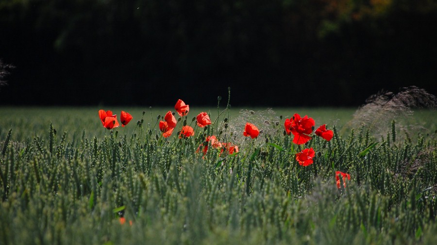 Mohn, Licht, Schatten