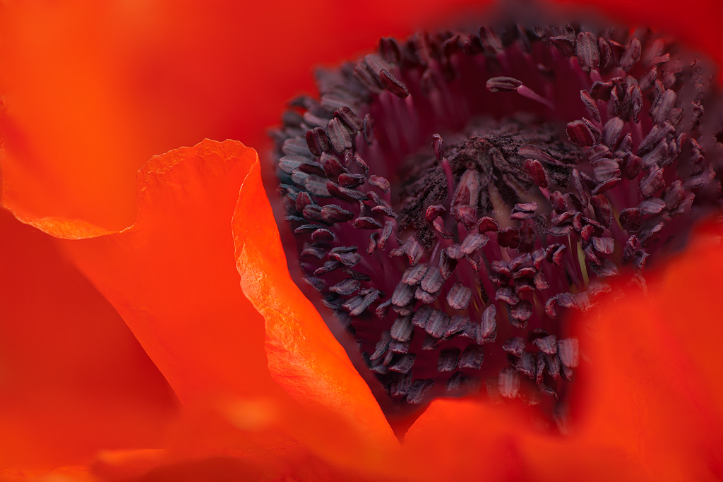 Mohn-Makro