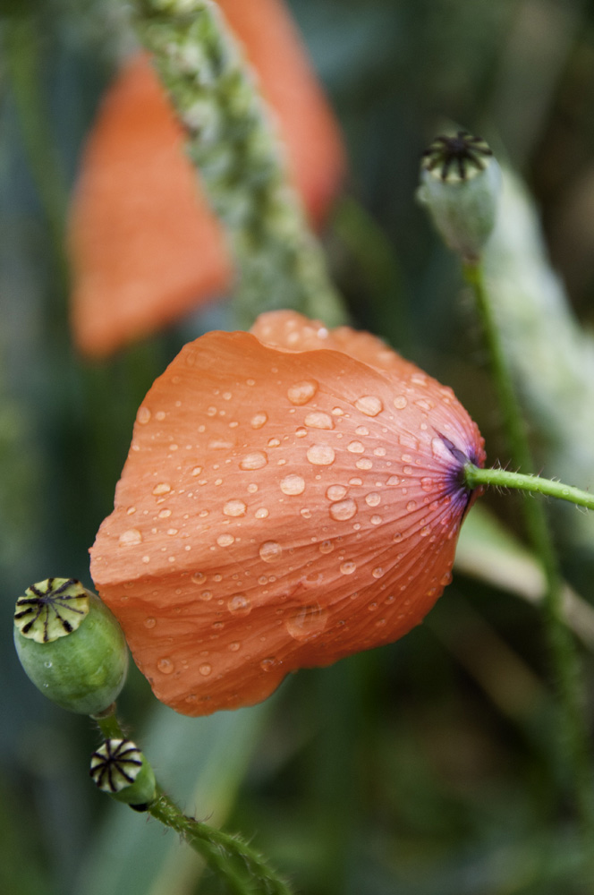Mohn mit Sonne ... war leider aus.