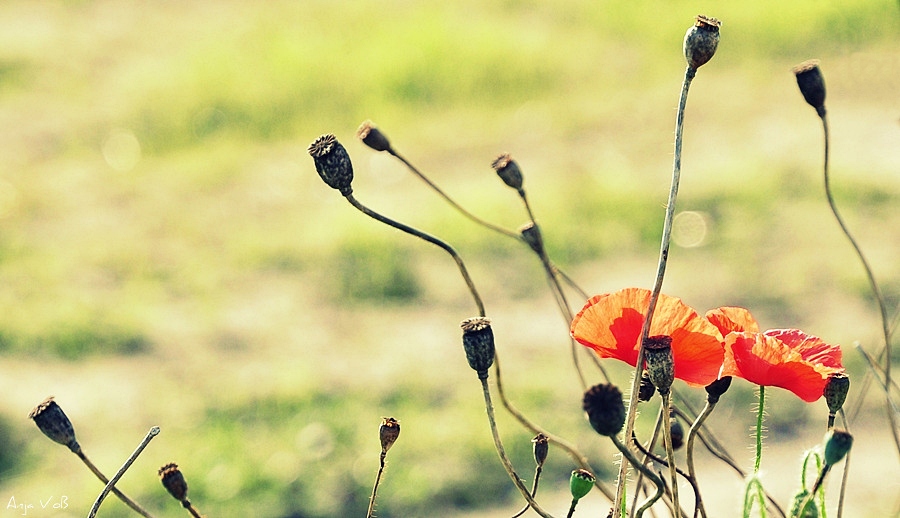 Mohn NFF
16-85mm Nikkor