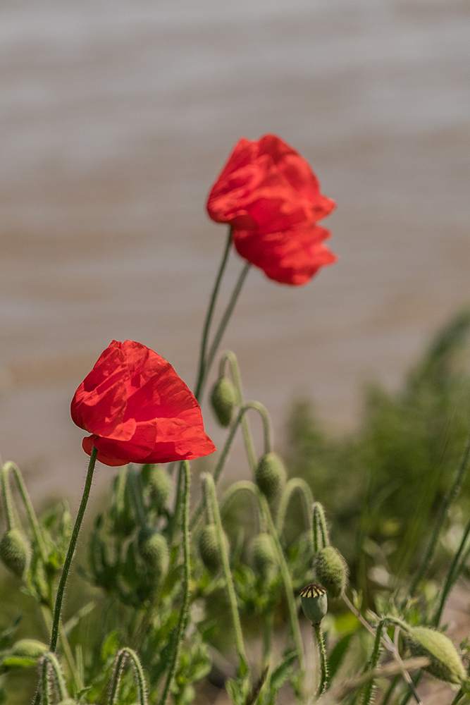 Mohn P6050065 Bearbeitet