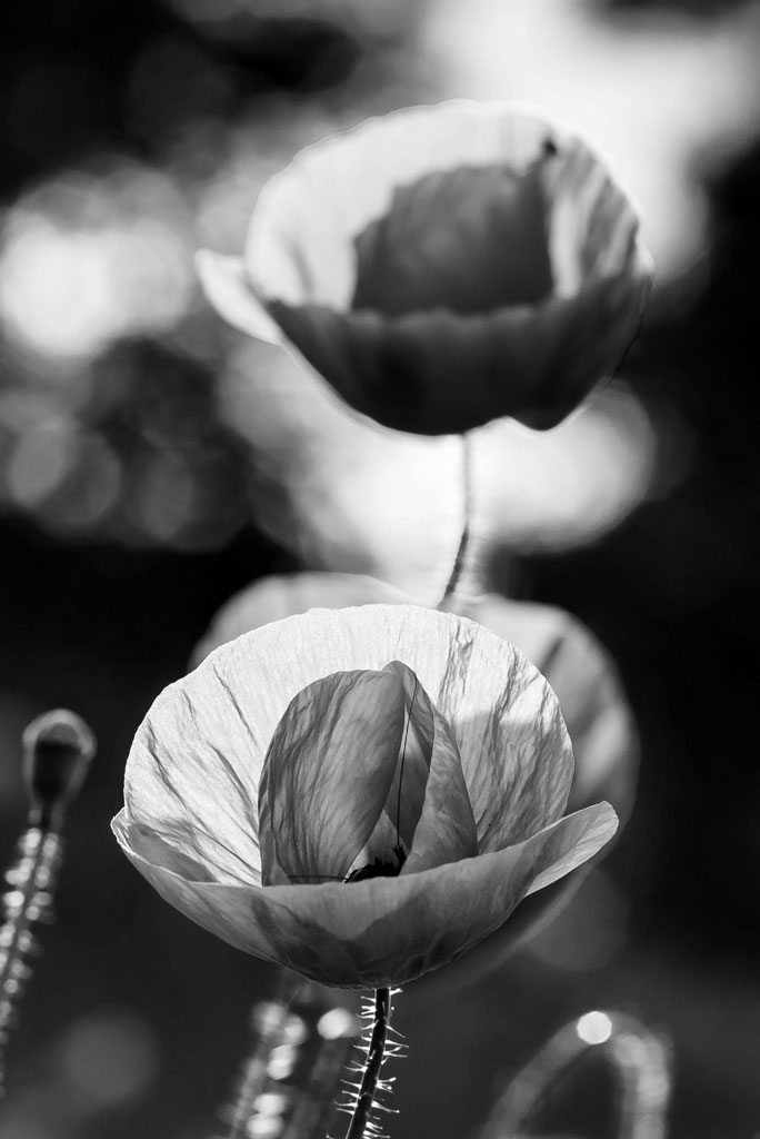 mohn sw