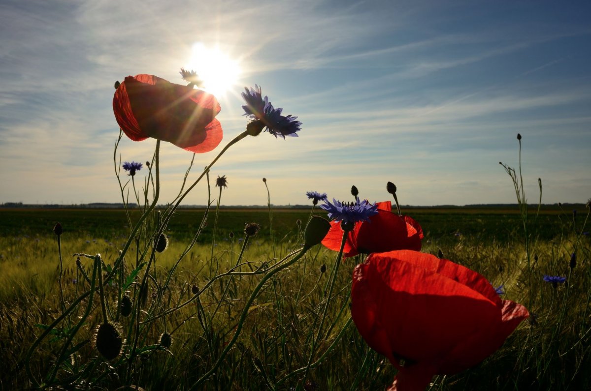 Mohn und Kornblumen