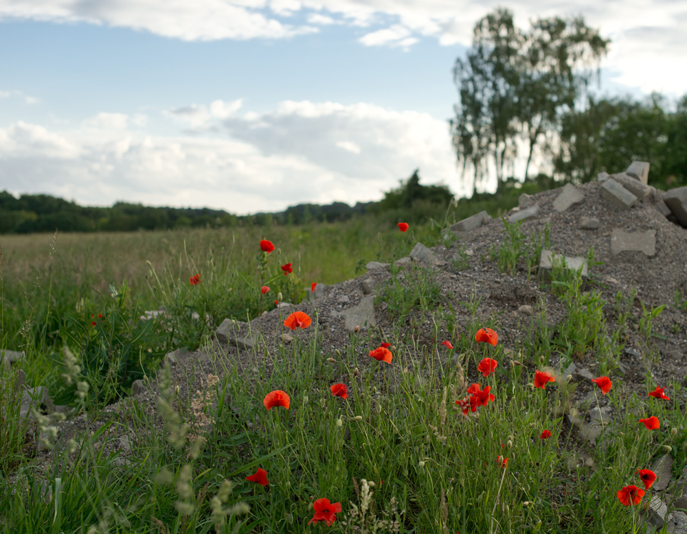 mohn und steine