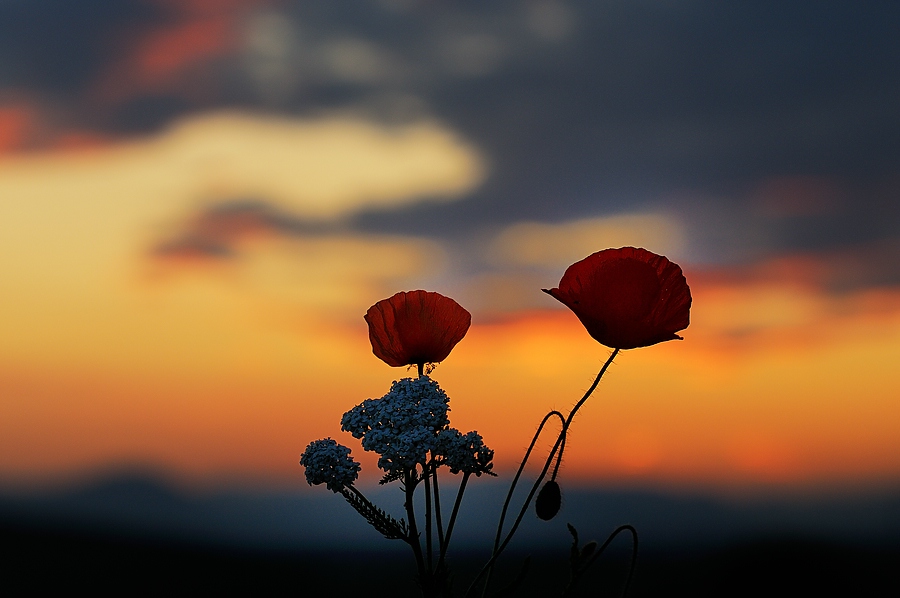 Mohn vor den Vogesen