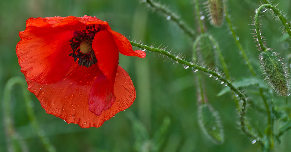 Mohn