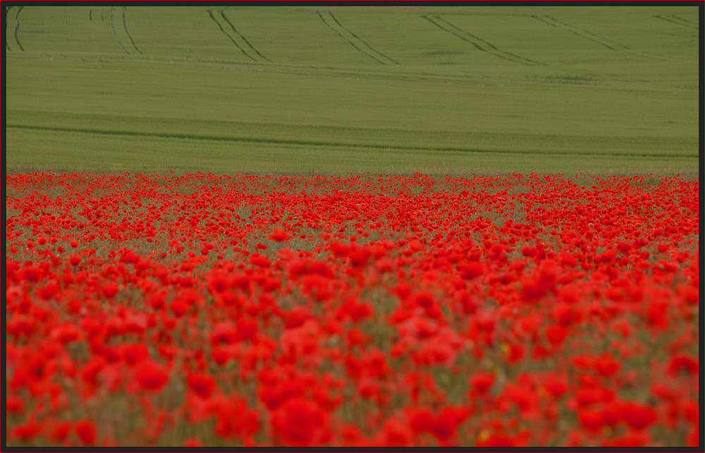 ~Mohn~
