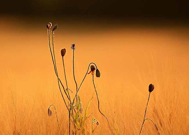 Mohn