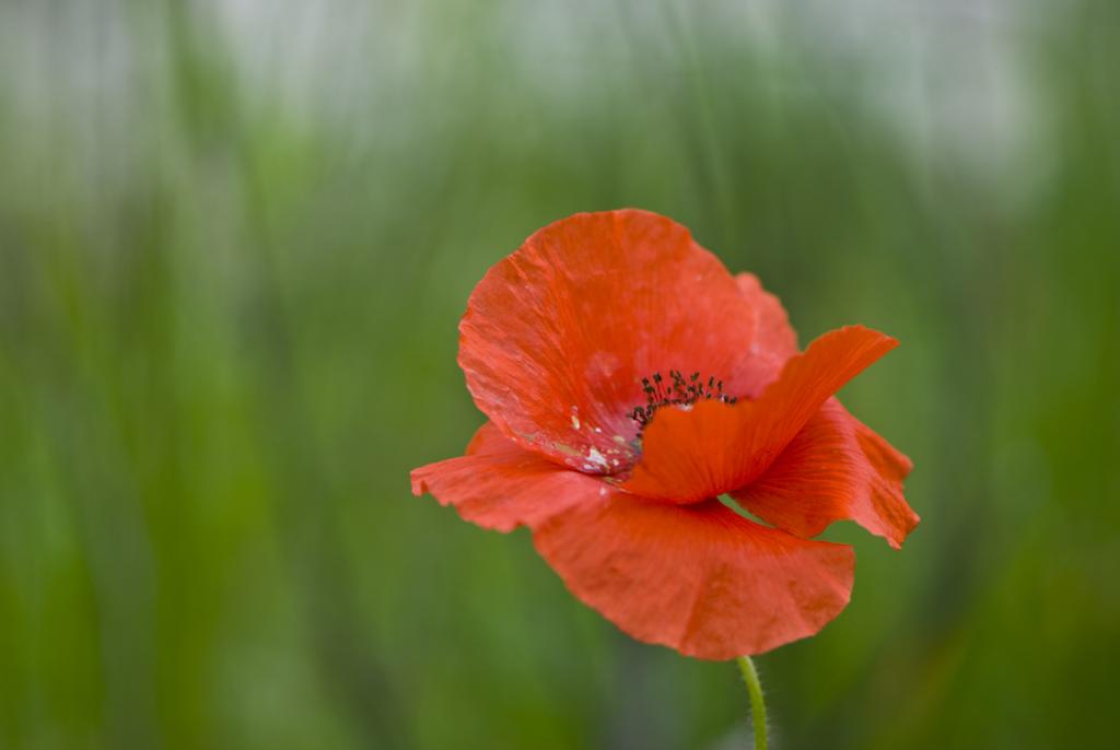 Mohn
